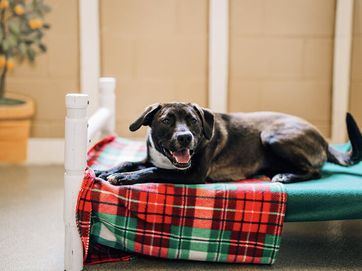 This image depicts a black dog lying down on a green and red blanket on a dog bed.