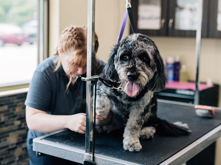 This image depicts a black and white dog with a vet cutting its nails.