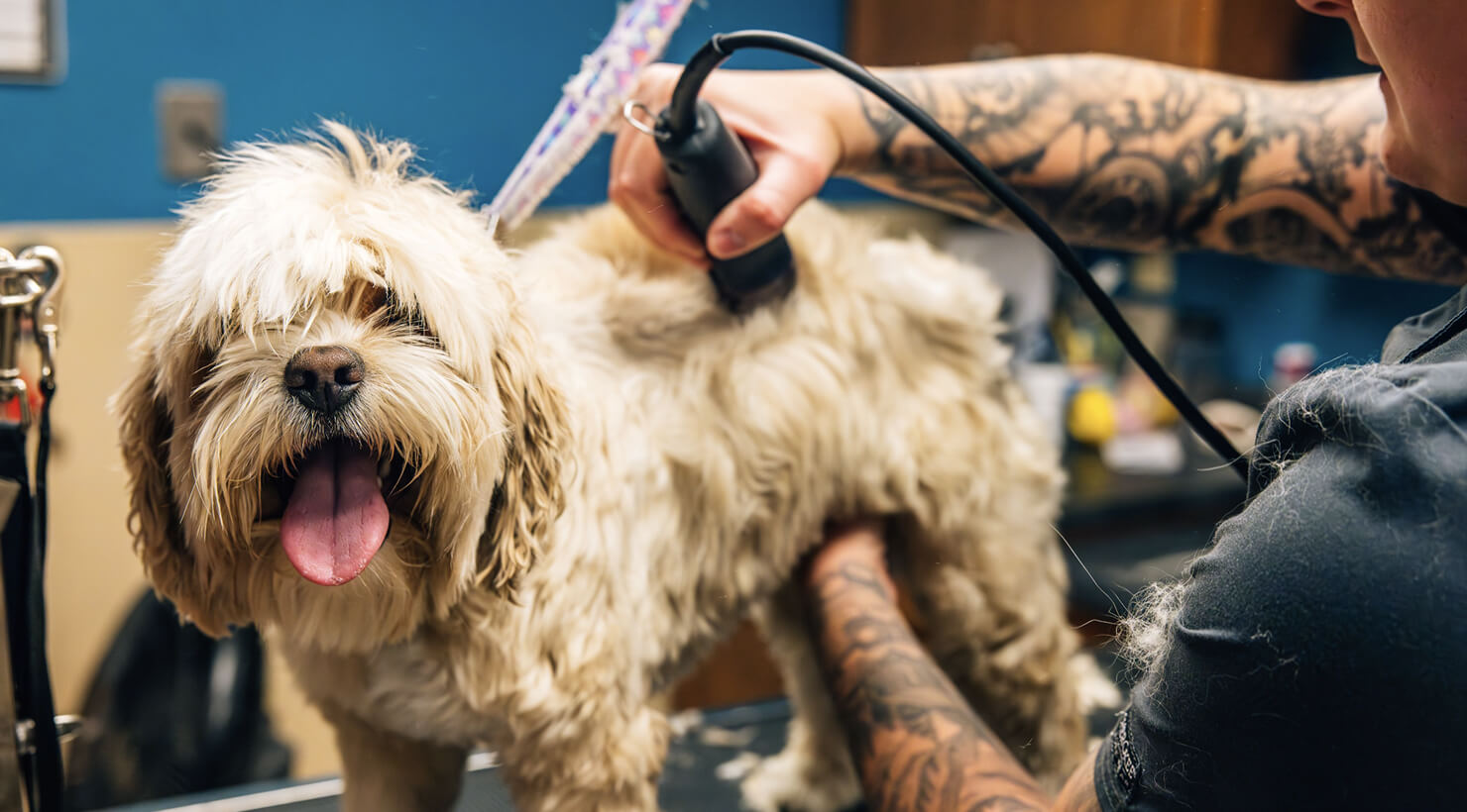 This image depicts a blonde dog being shaved by a vet.