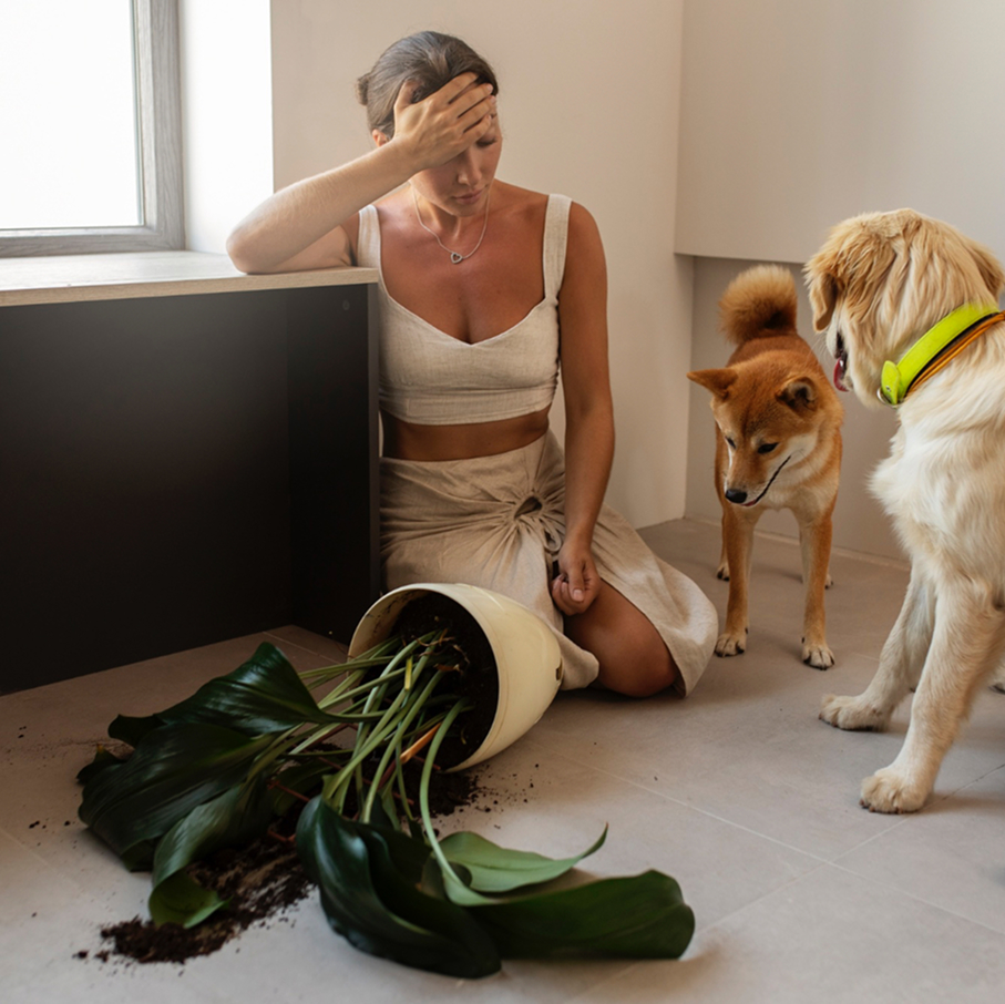 View How to Prevent and Stop Destructive Behavior in Dogs