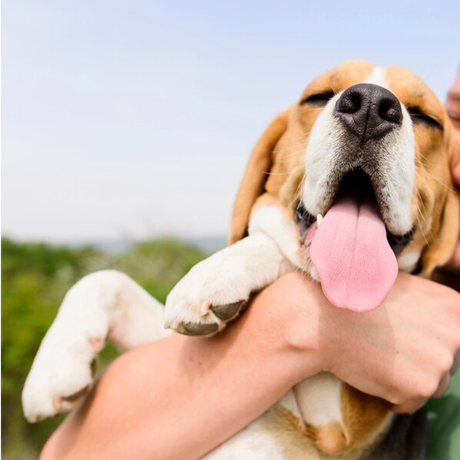 View Fresh Breath, Happy Pet: Time for a Dental Cleaning