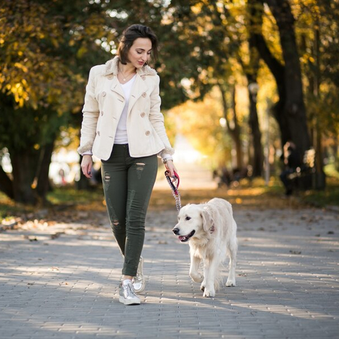 View 9 Tips to Maximize Walks with Your Dog