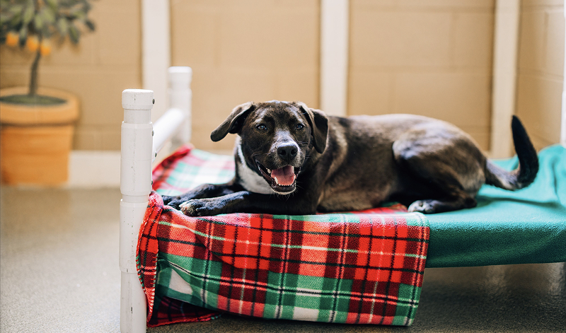This image depicts a black dog lying on a plaid green and red blanket on a dog bed.
