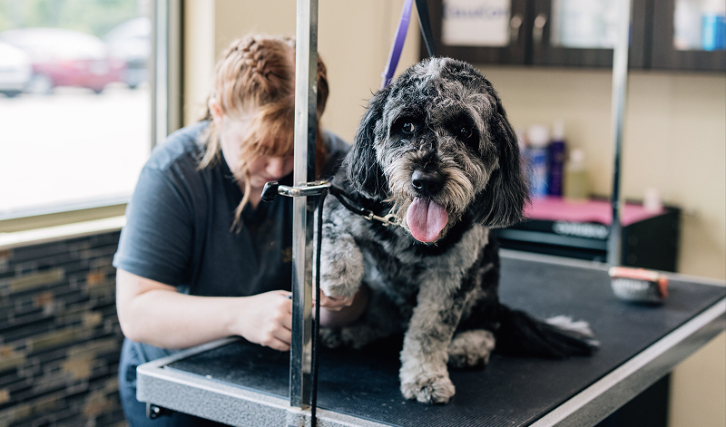 This image depicts a black and white dog in a grooming room with a vet cutting nails.