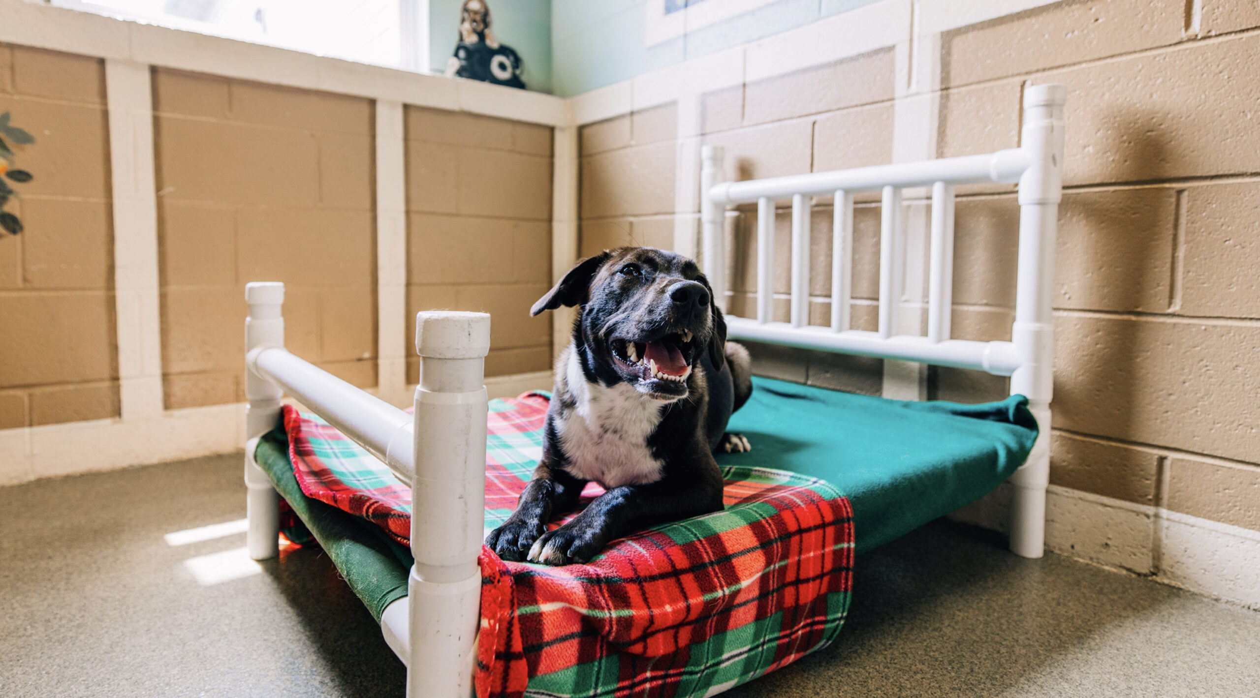 This image depicts a black and white dog lying down on a dog bed with a green and red blanket.