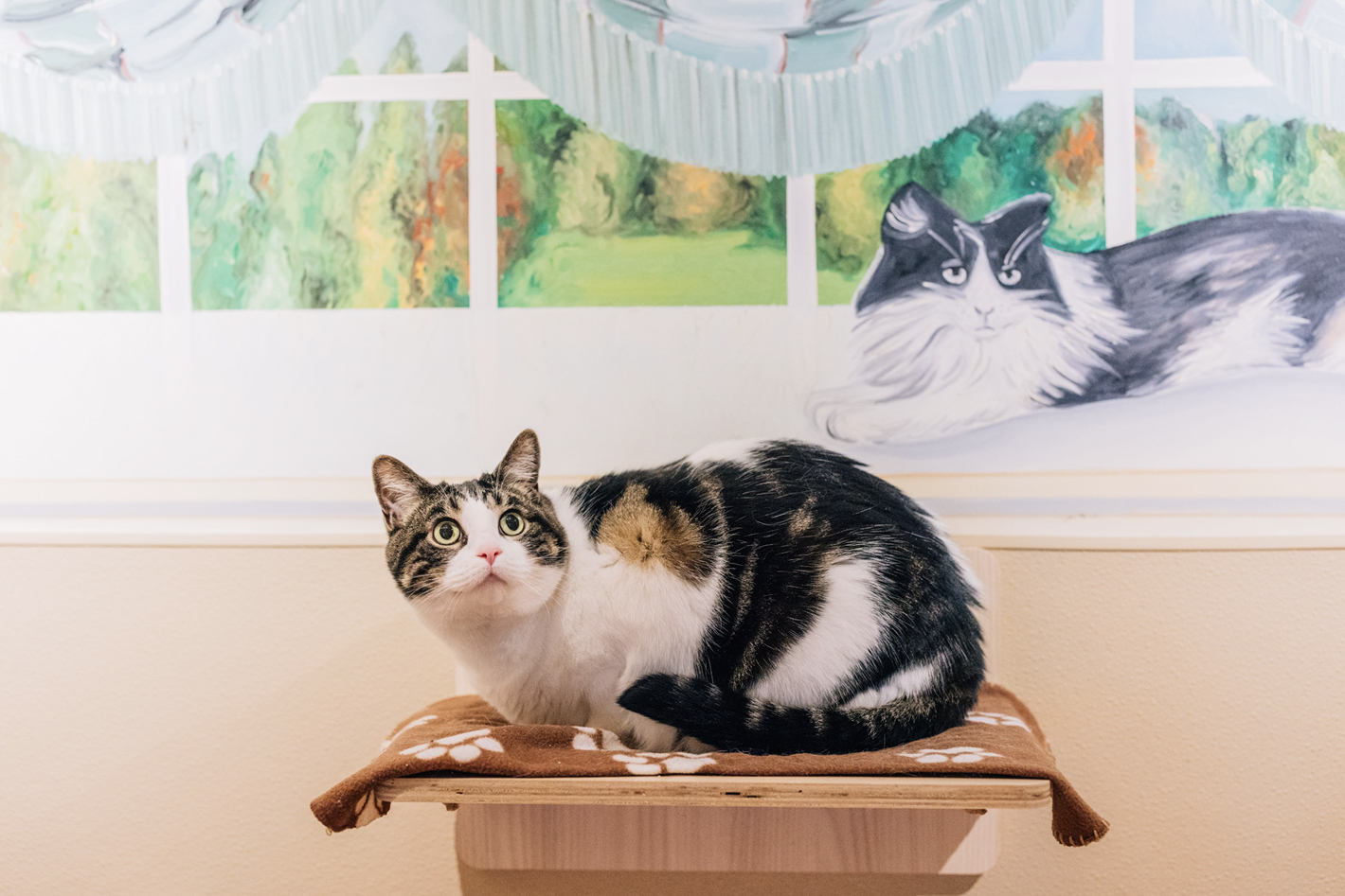 This image depicts a black, white and brown cat with green eyes sitting on a blanket.