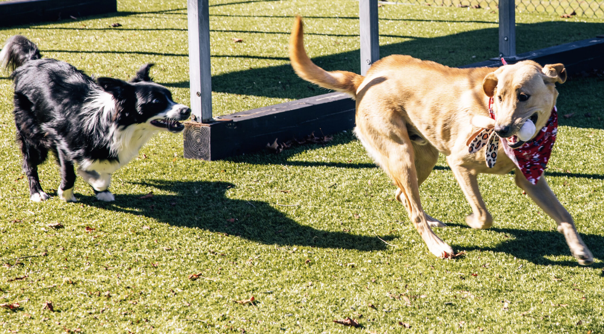This image depicts a black and white dog chasing a dog with a bandana on outside.