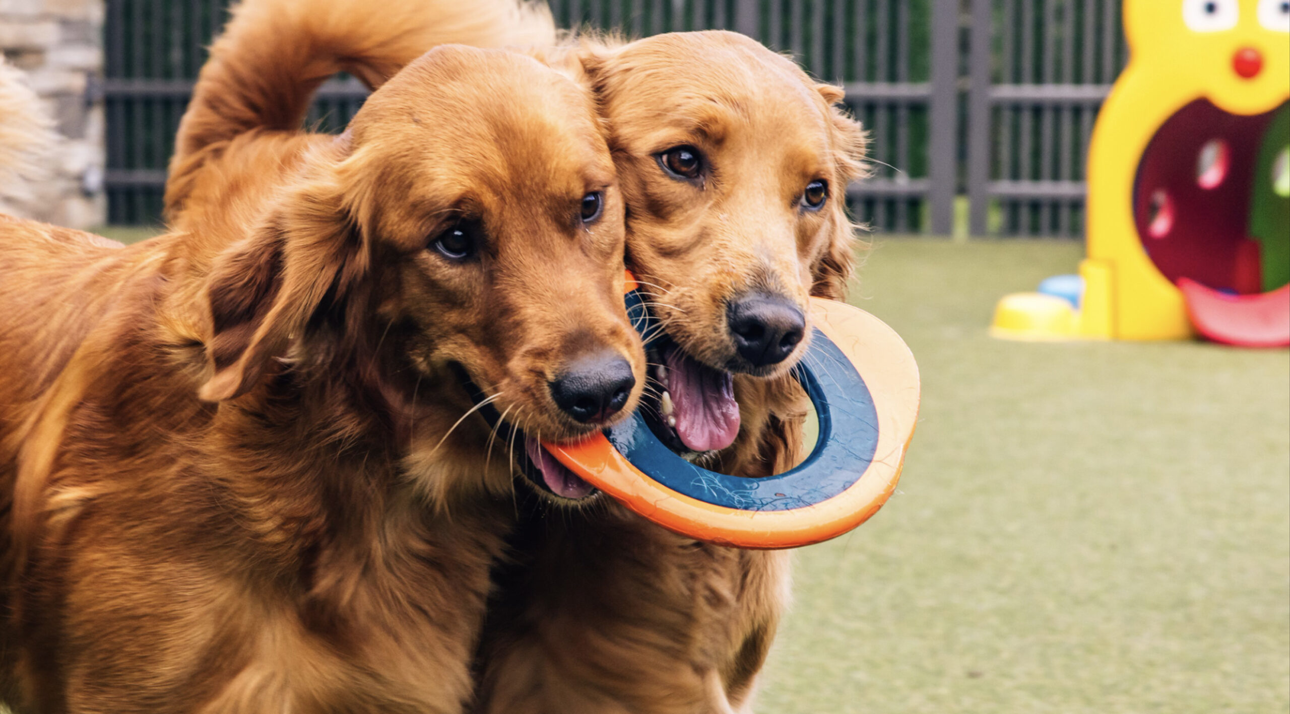 This image depicts two brown twin dogs sharing one toy.