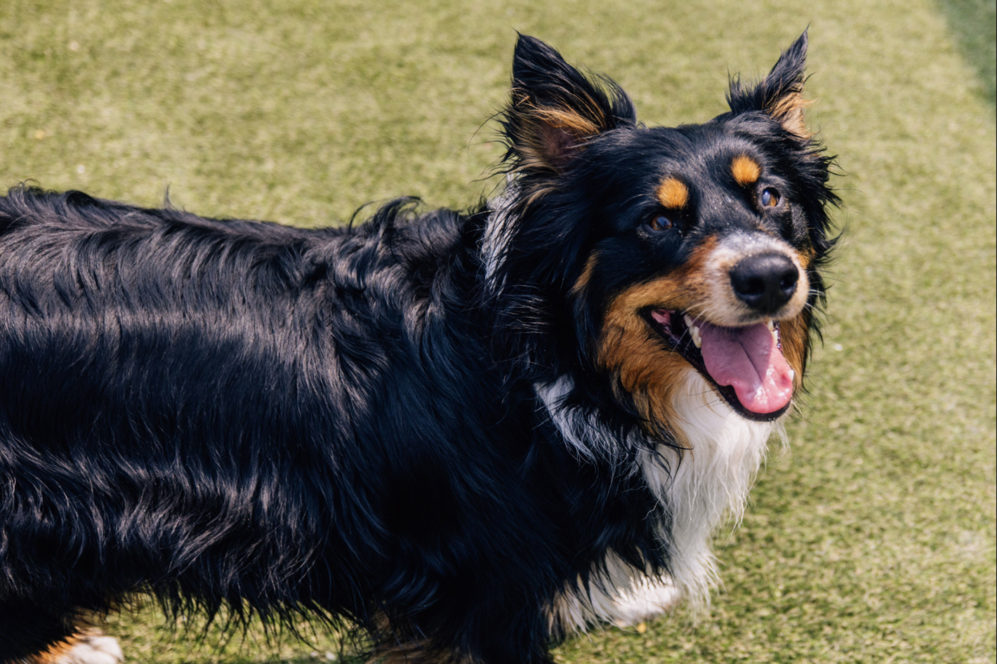 This image depicts a black, brown and white dog outside.