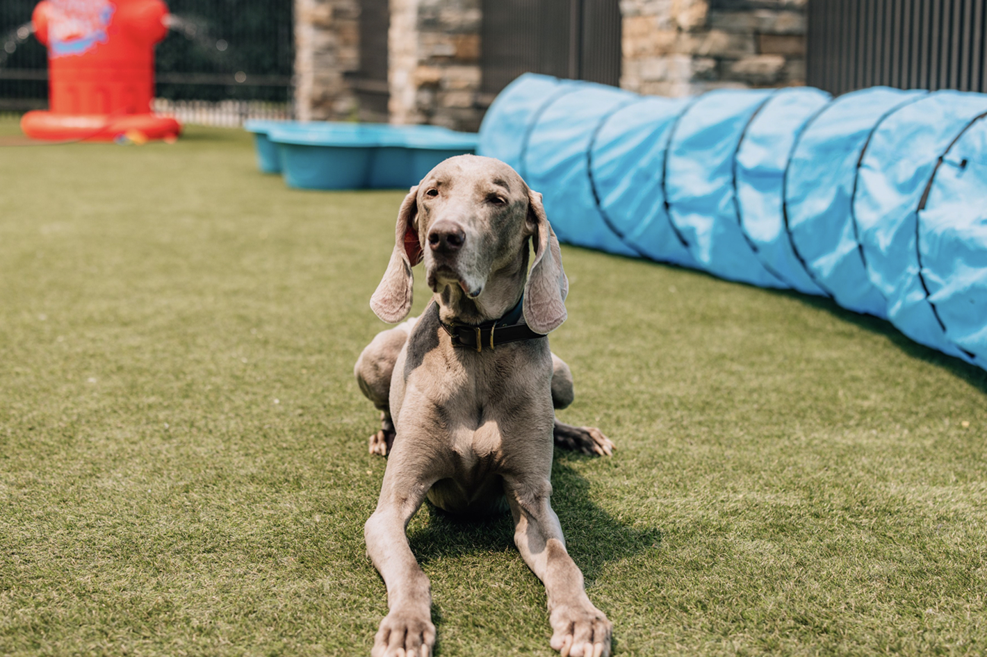 This image depicts a grey dog lying down on the grass with a blue tube in the background.