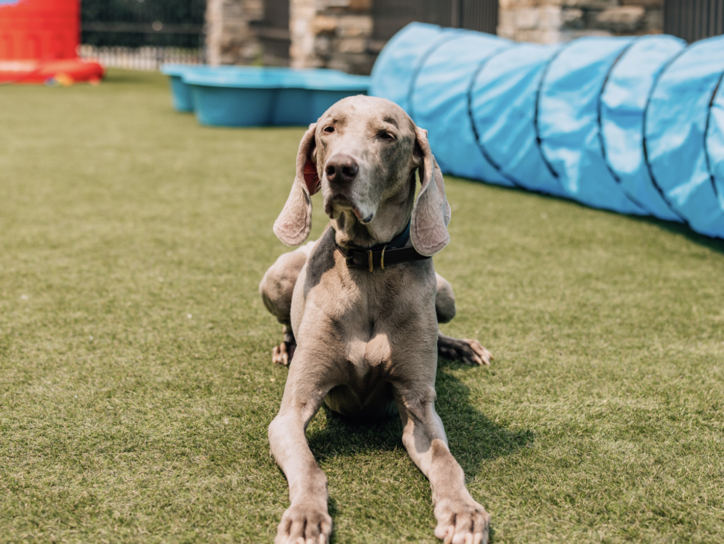 This image depicts a grey dog lying down on the grass with a blue tube in the background.