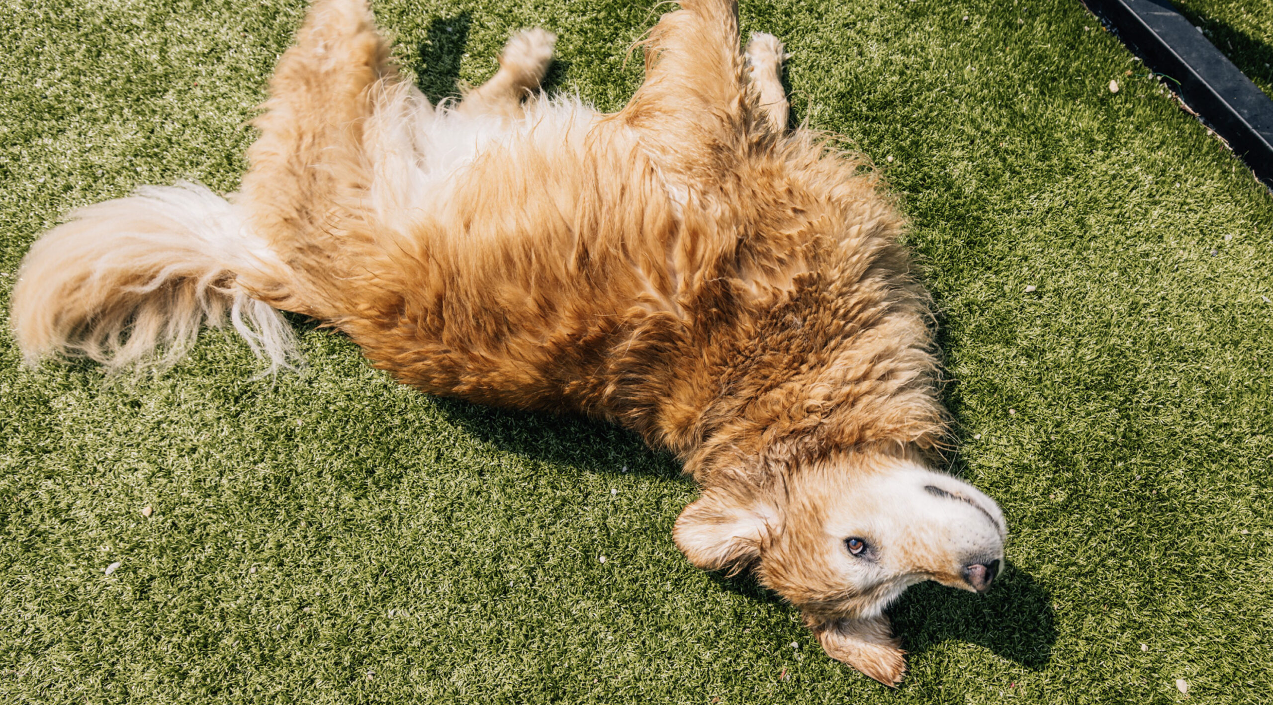 This image depicts a brown dog lying down on the grass outside.