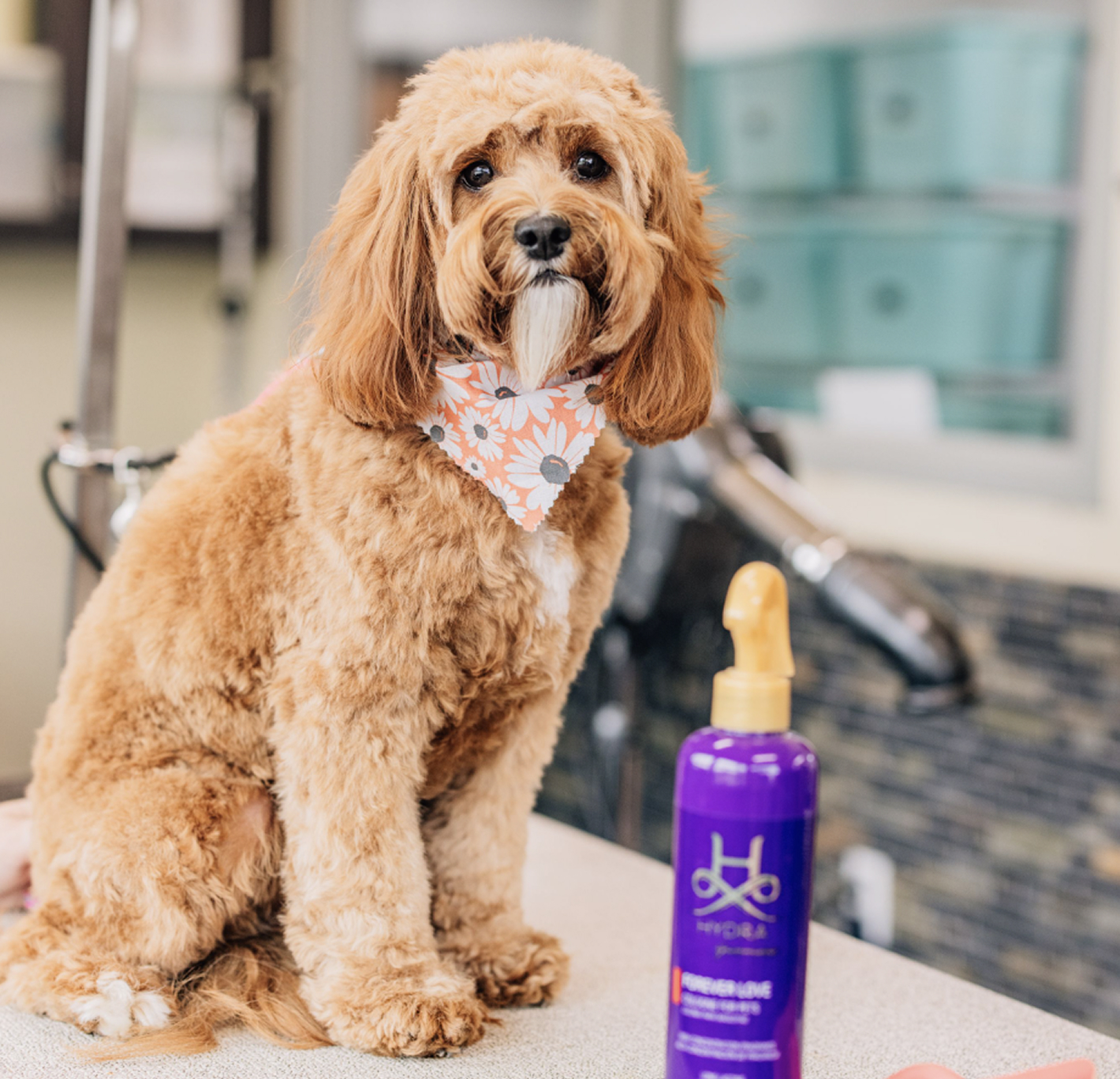 This image depicts a brown fluffy dog with a bandana and a purple spray bottle in a grooming room.