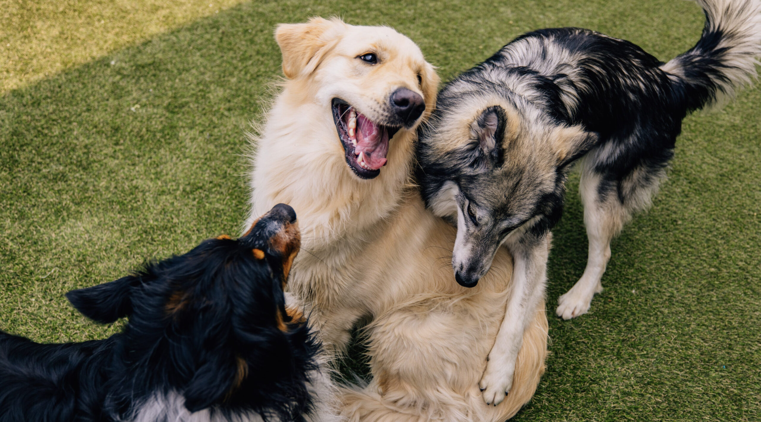 This image depicts two black dogs playing with a white dog outside.
