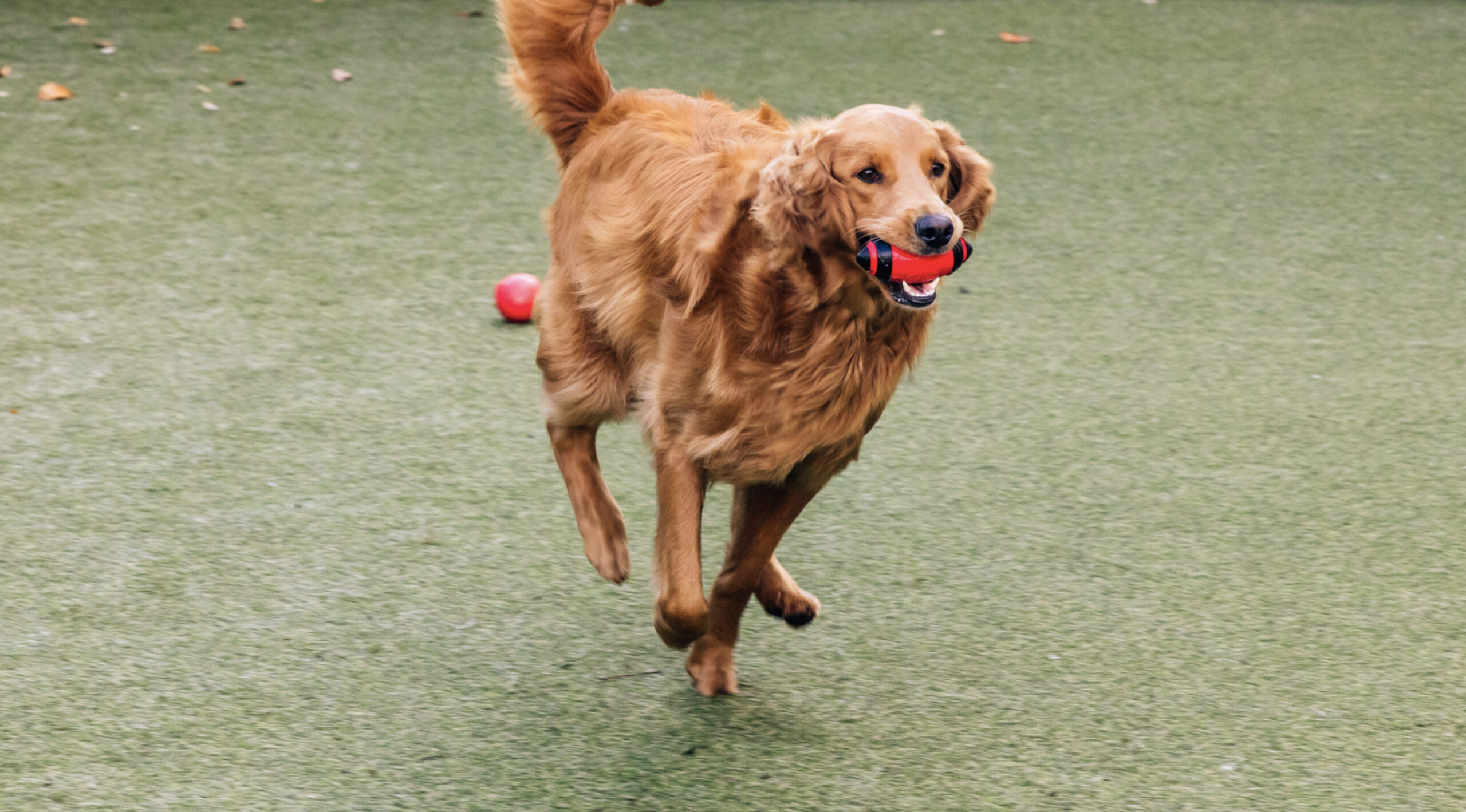 This image depicts a brown dog running with a red toy in its mouth.