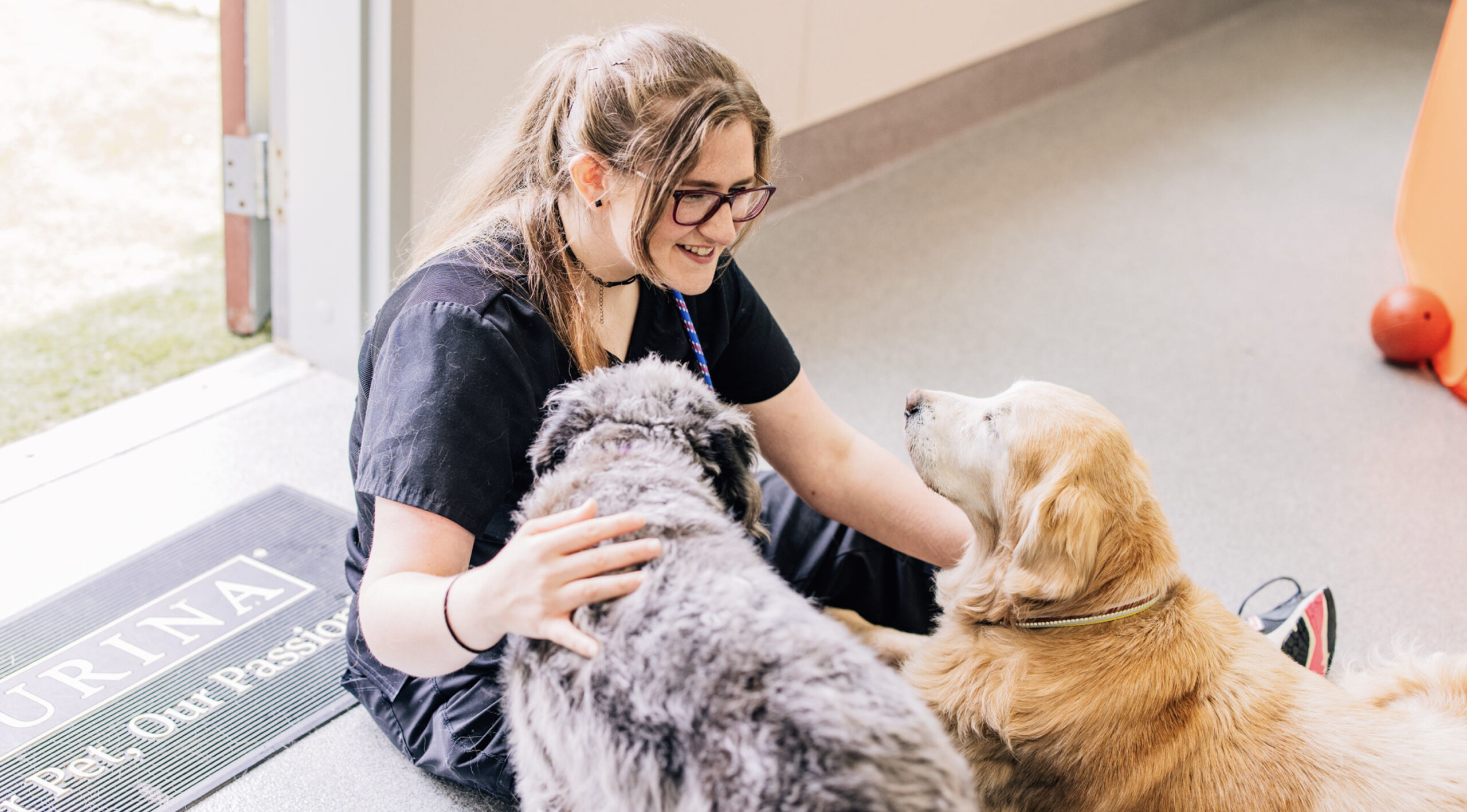 This image depicts a vet with glasses on looking at two dogs on the ground.