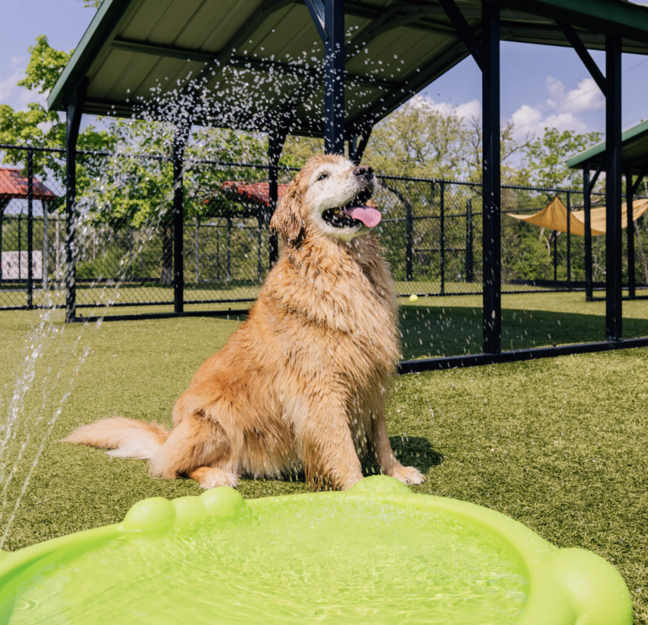 This image depicts a Golden Retriever sitting outside on a sunny day playing with a green kiddy pool and hose.