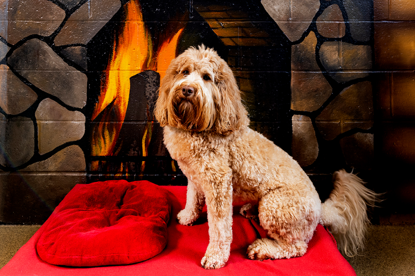 This image depicts a brown dog sitting in front of a painted fire on a red blanket.