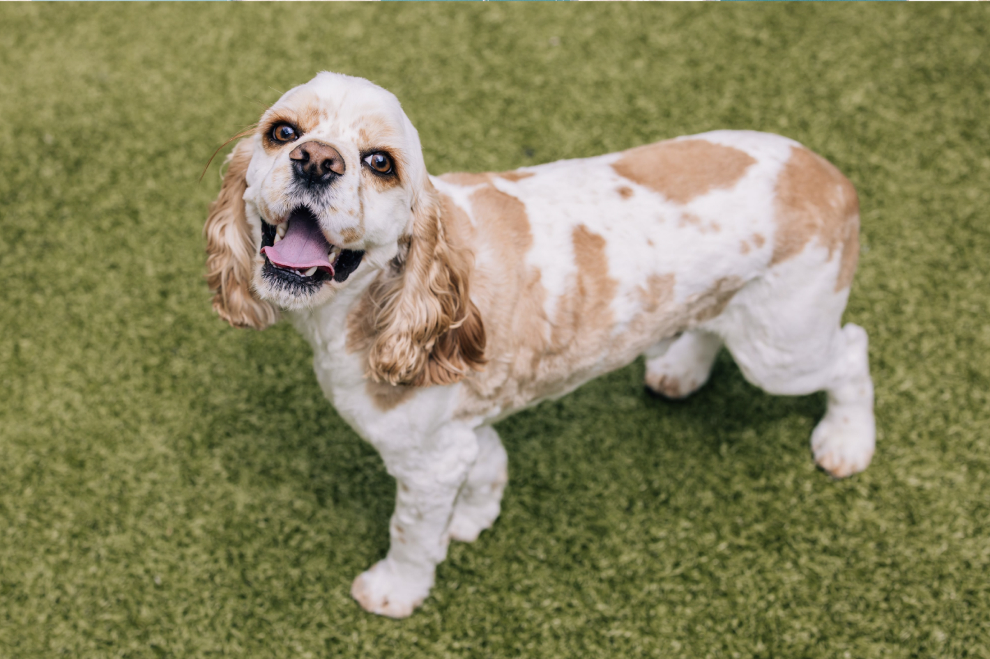This image depicts a brown and white dog standing on the grass outside.