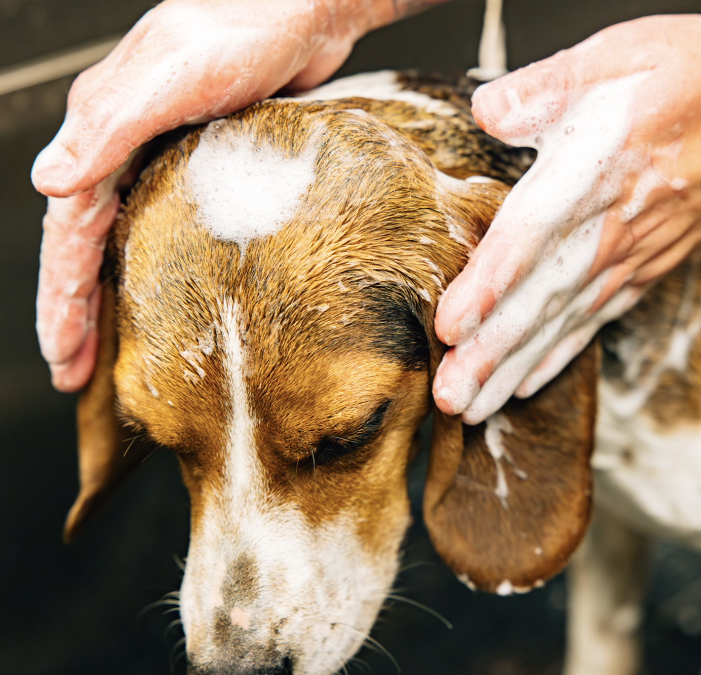 This image depicts a fluffy brown dog getting washed by a person.