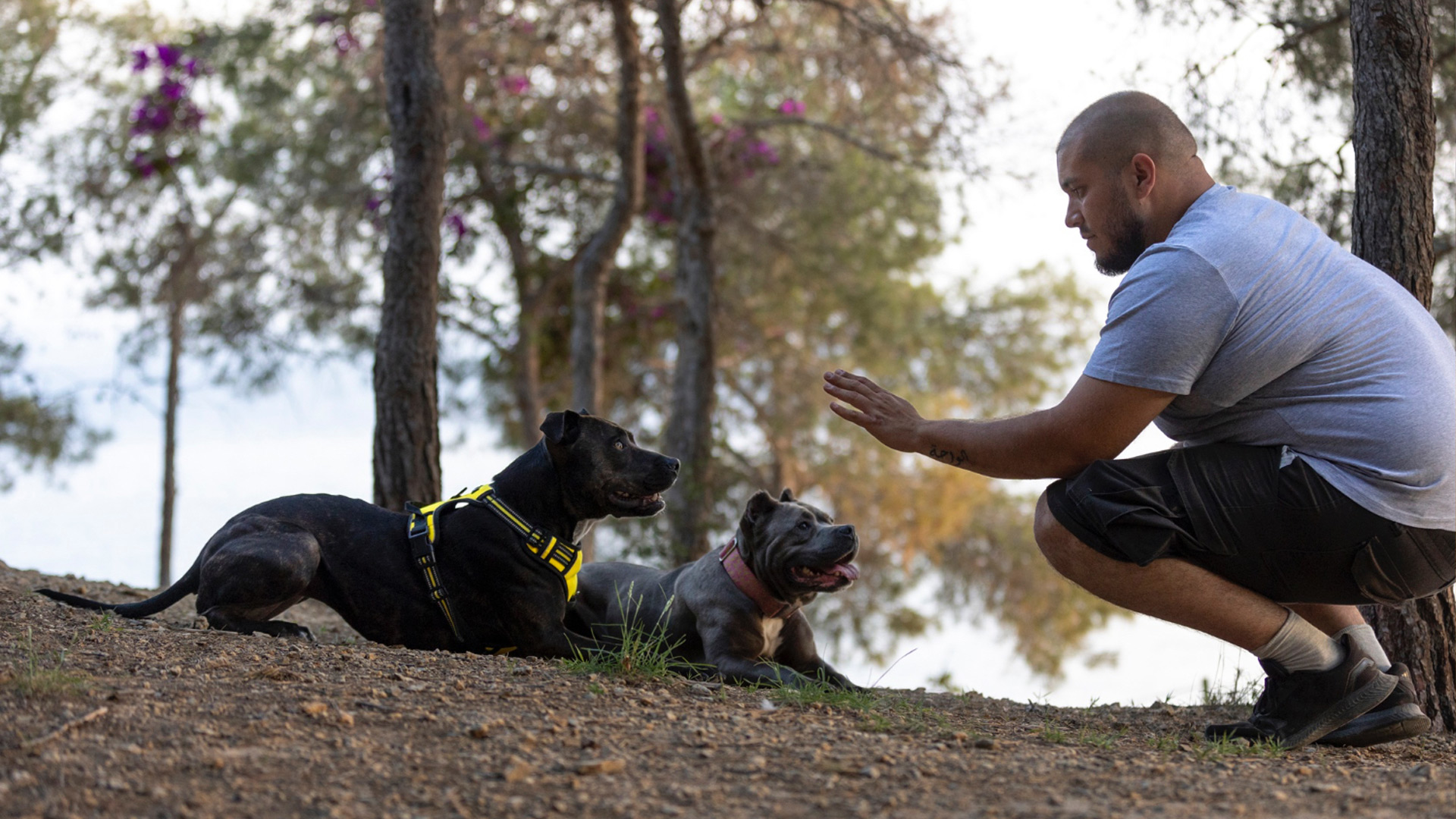 This image depicts two black dogs lying down with harnesses on outside and a man holding his hand up in front of their faces.