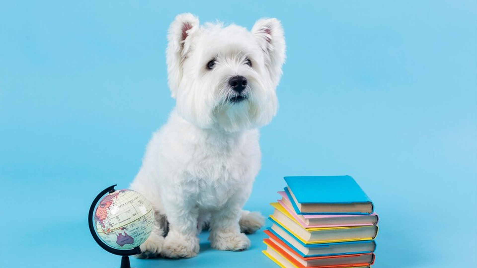 This image depicts a white fluffy dog with a blue background sitting behind a pile of colorful books and a miniature spinning globe.