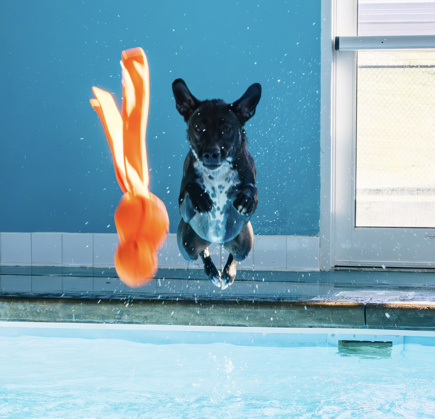 This image depicts a black and white dog jumping into the water while trying to catch an orange toy in the air.