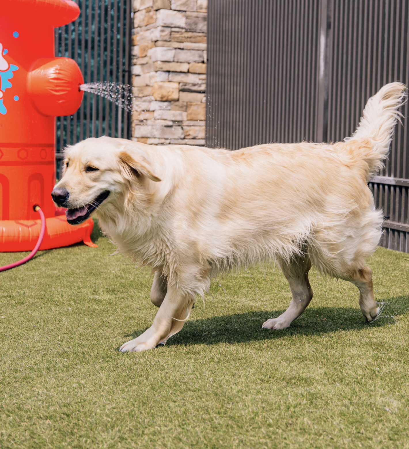 This image depicts a blonde dog running on the grass next to a red water spout outside.