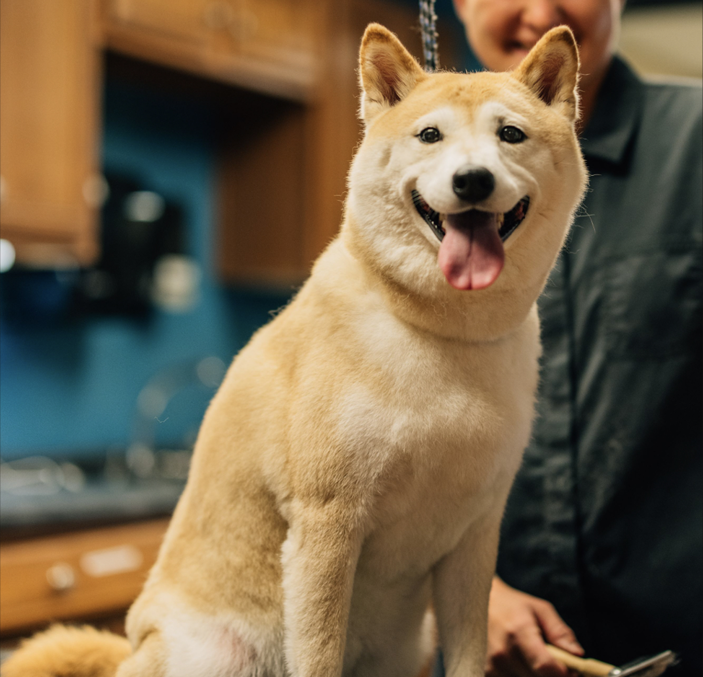 This image depicts a blonde dog sitting in front of a man.