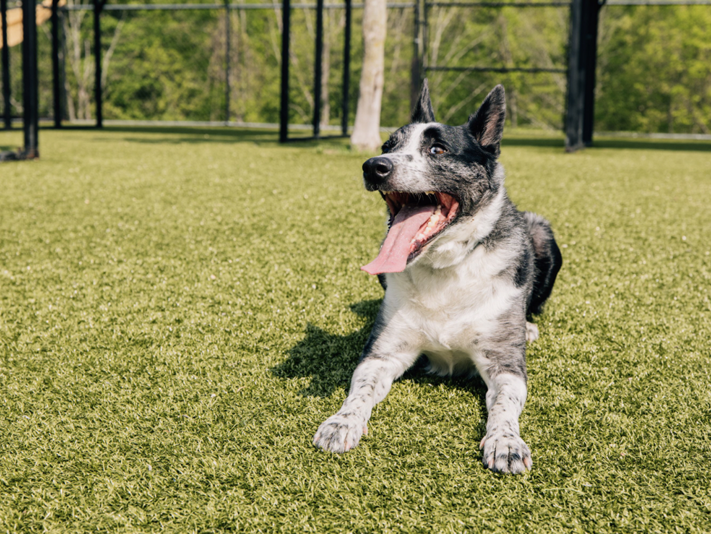 This image depicts a black and white dog on the grass outside.