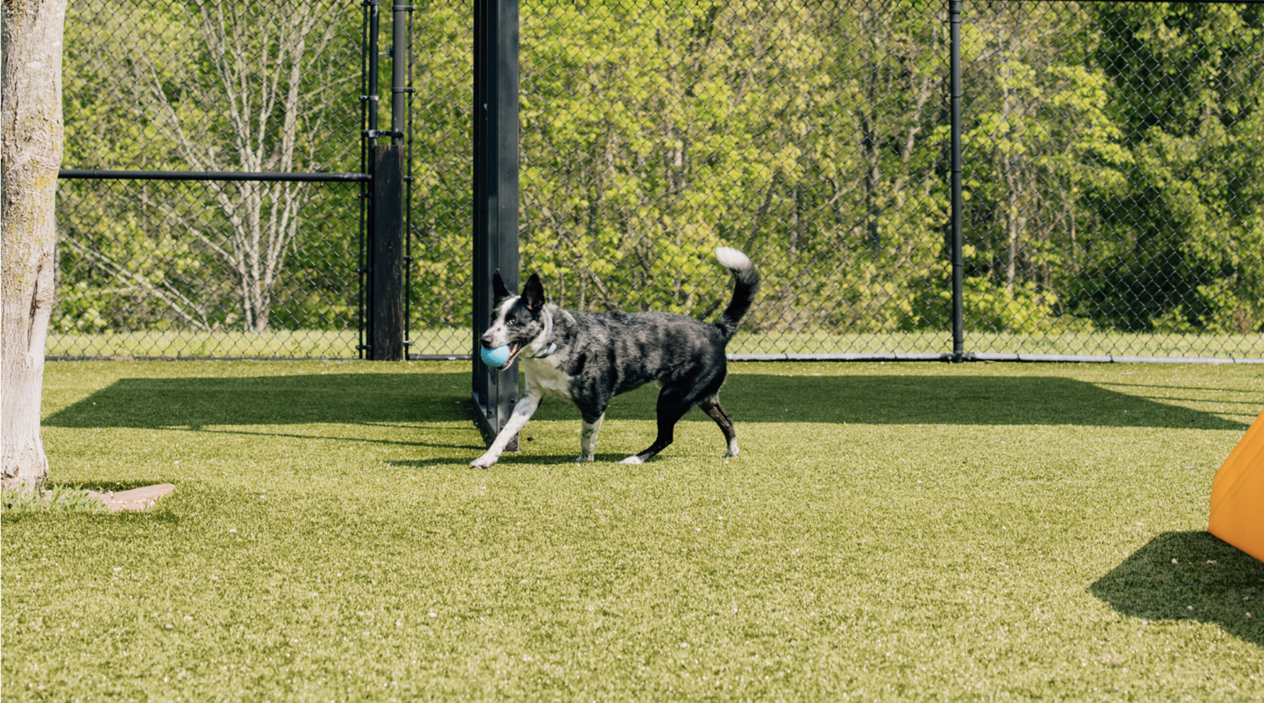 This image depicts a black and white dog with a blue ball outside.