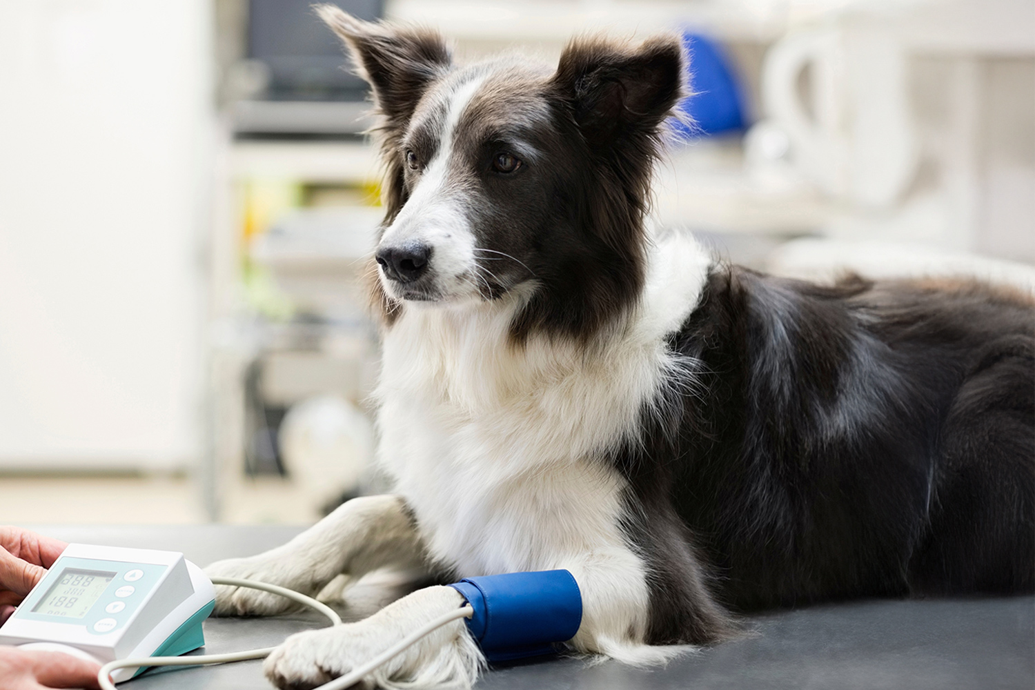 This image depicts a dog being monitored by their wrist in a treatment room.