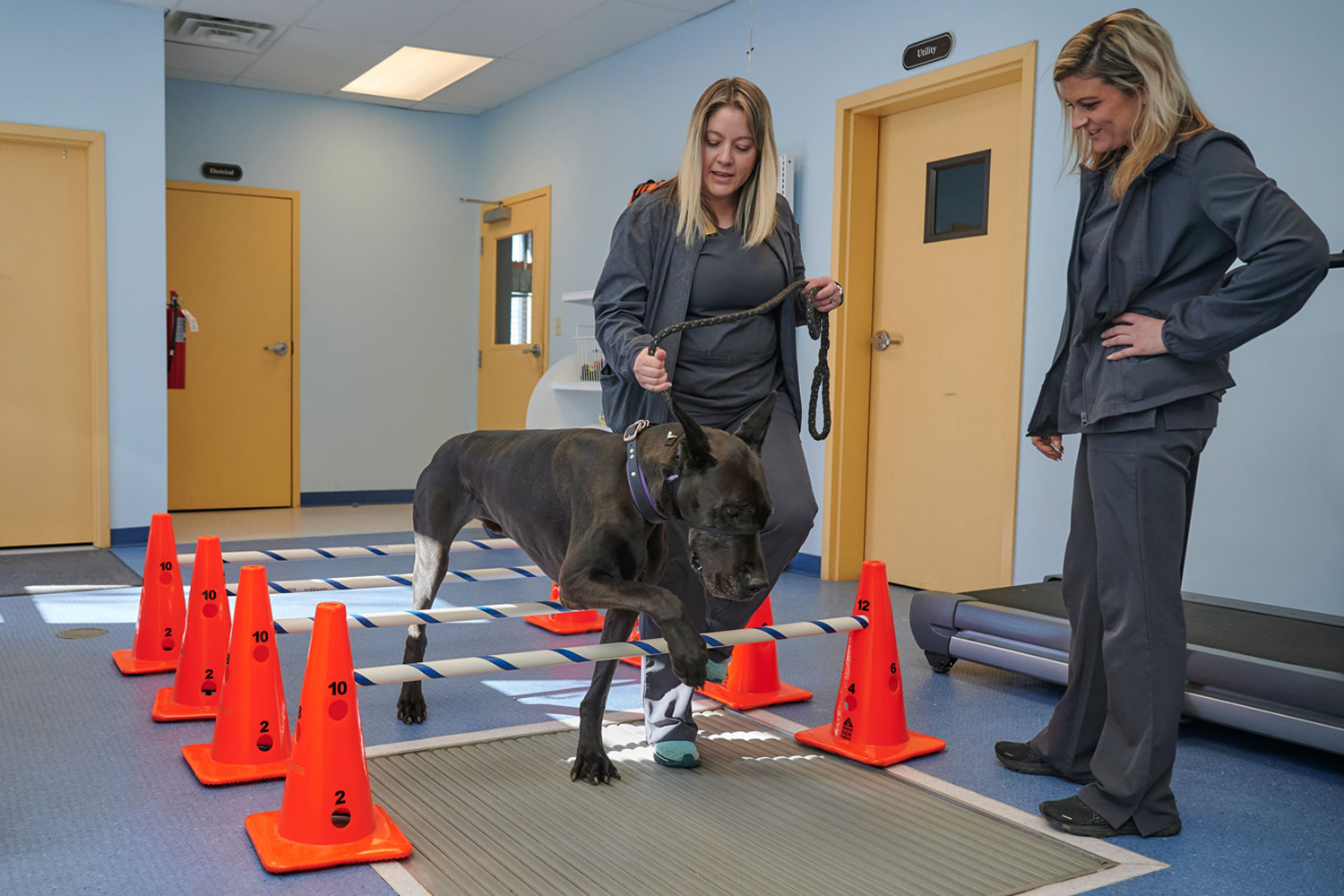 This image depicts two vets, one of which is guiding a dog on a leash, complete a therapy exercise.