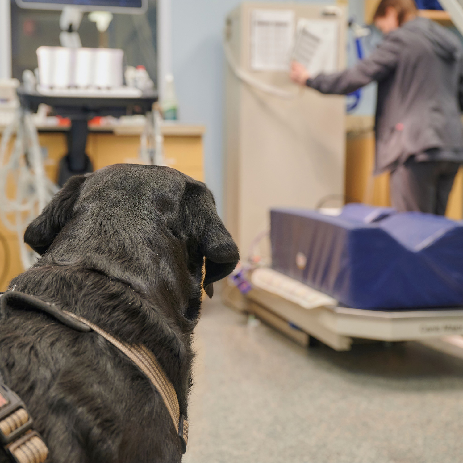 This image depicts the back of a black dogs head looking at a vet reading a chart.