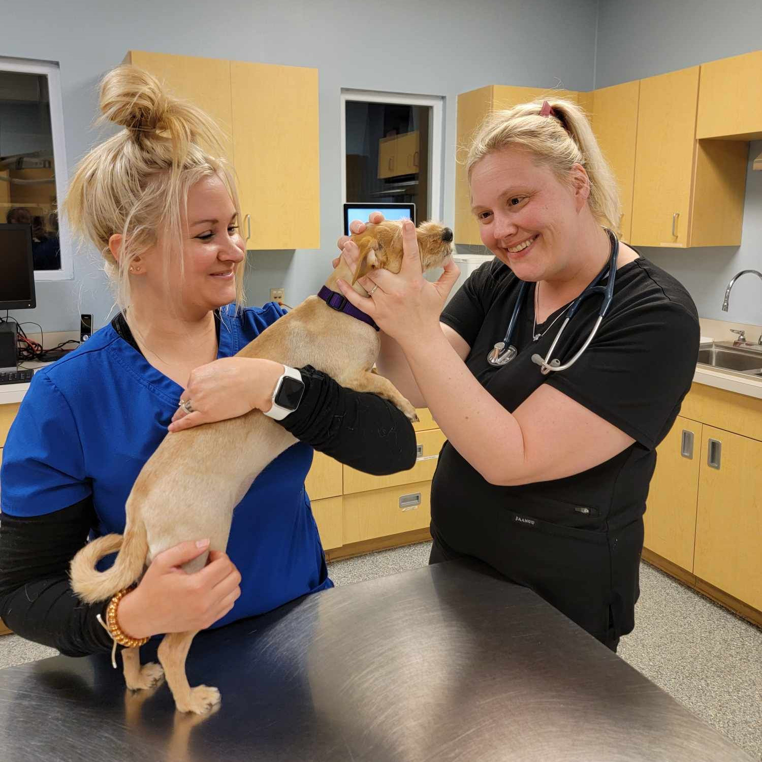 This image depicts two vets smiling at a dog in a treatment room while they check the animals teeth.