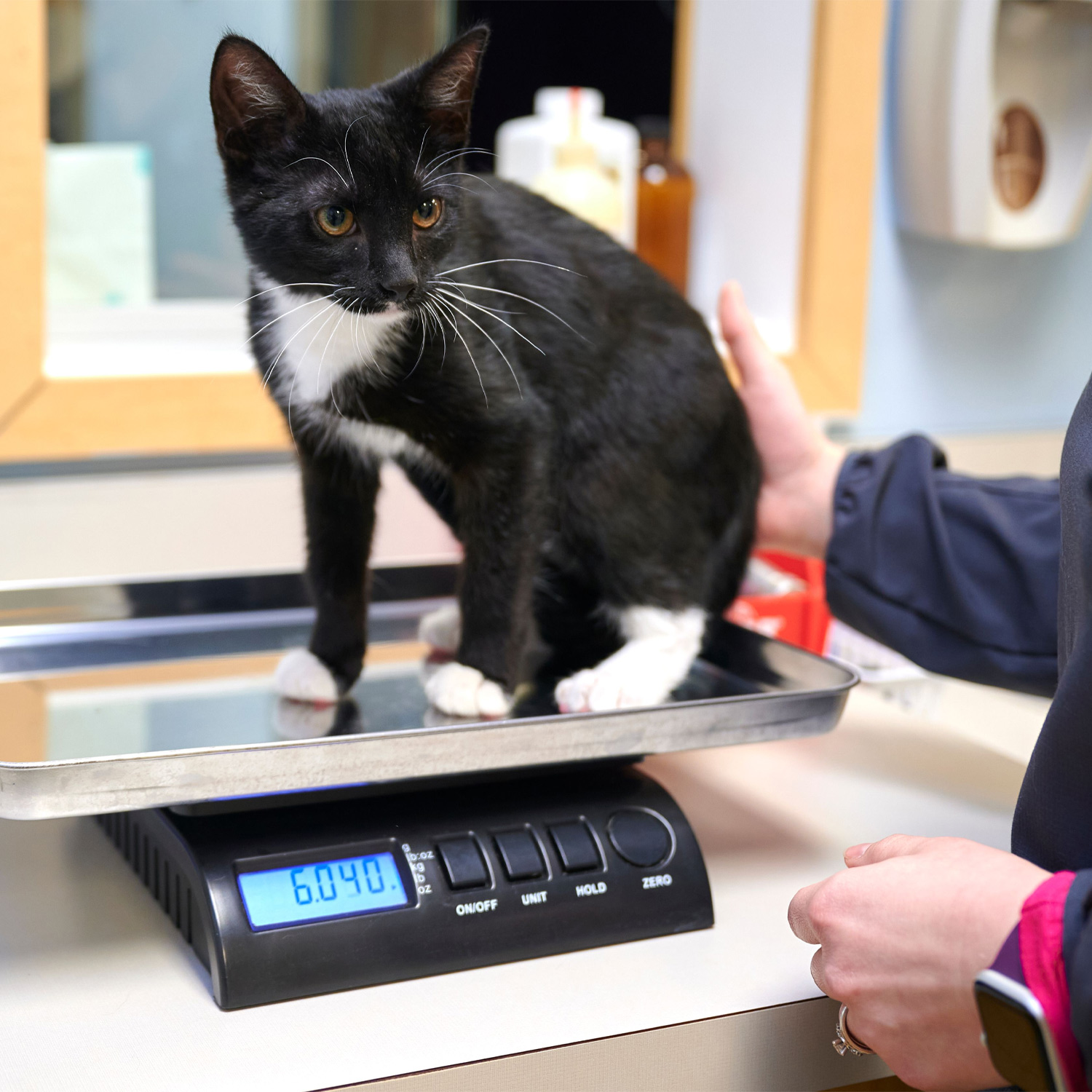 This image depicts a black cat standing on a scale in a treatment room.