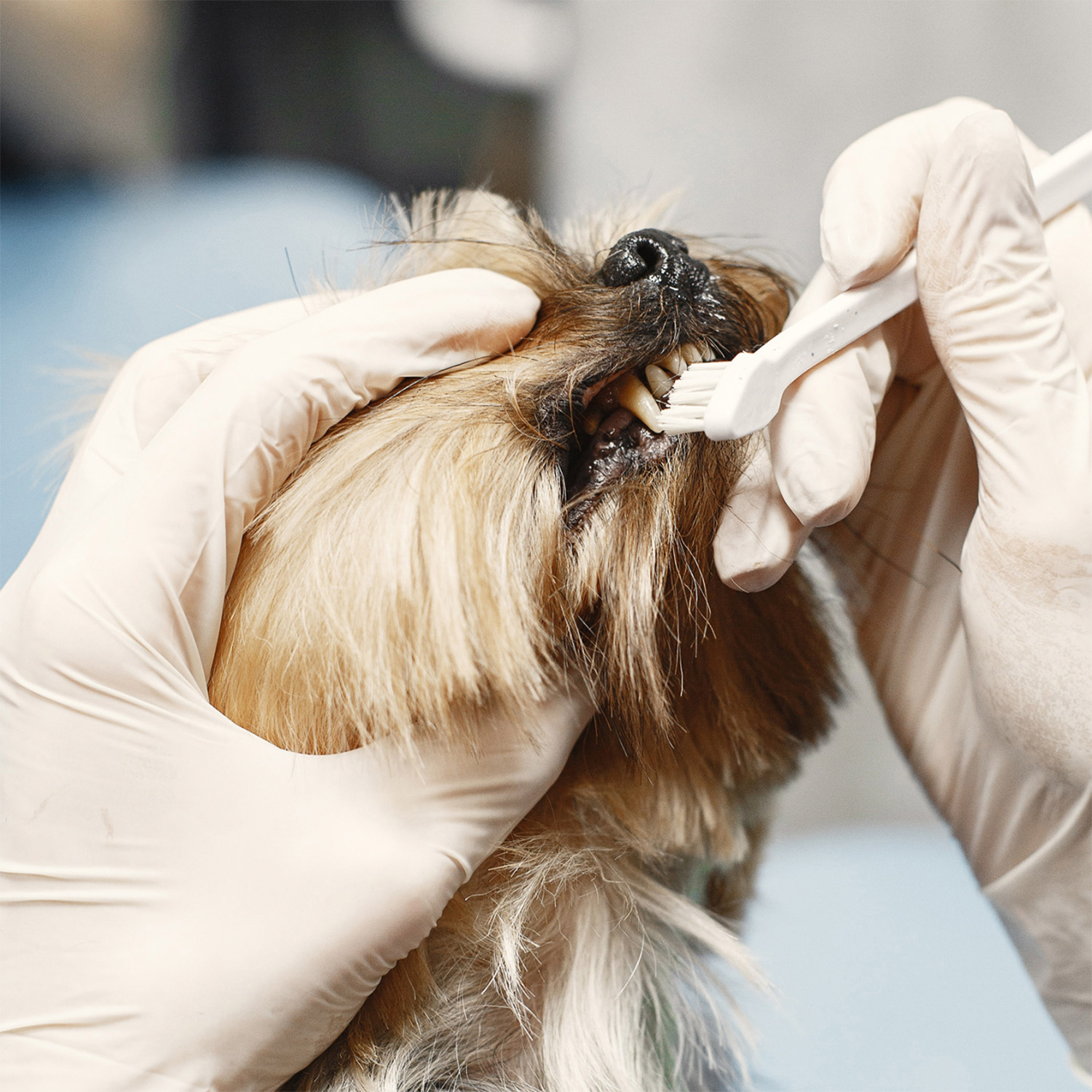 This image depicts white gloves brushing a fuzzy dogs teeth.