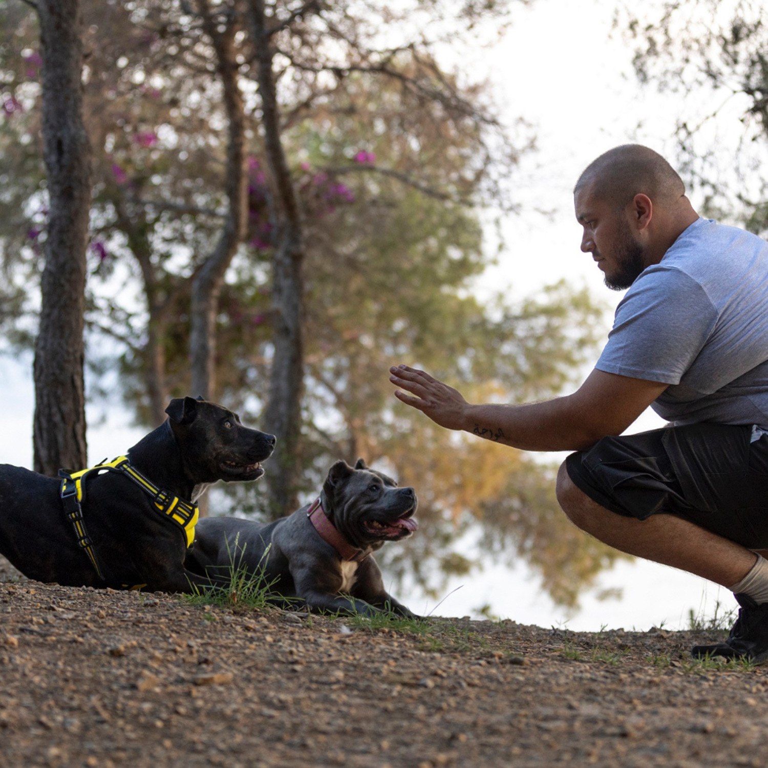View Pet Training: How to Teach Basic Commands and Tricks to Your Pet