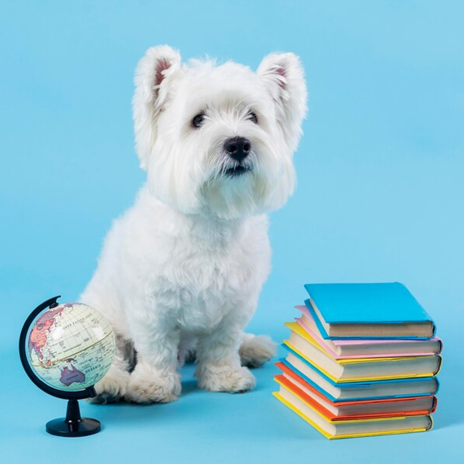 View Pawsome Back-to-School Pet Safety Tips