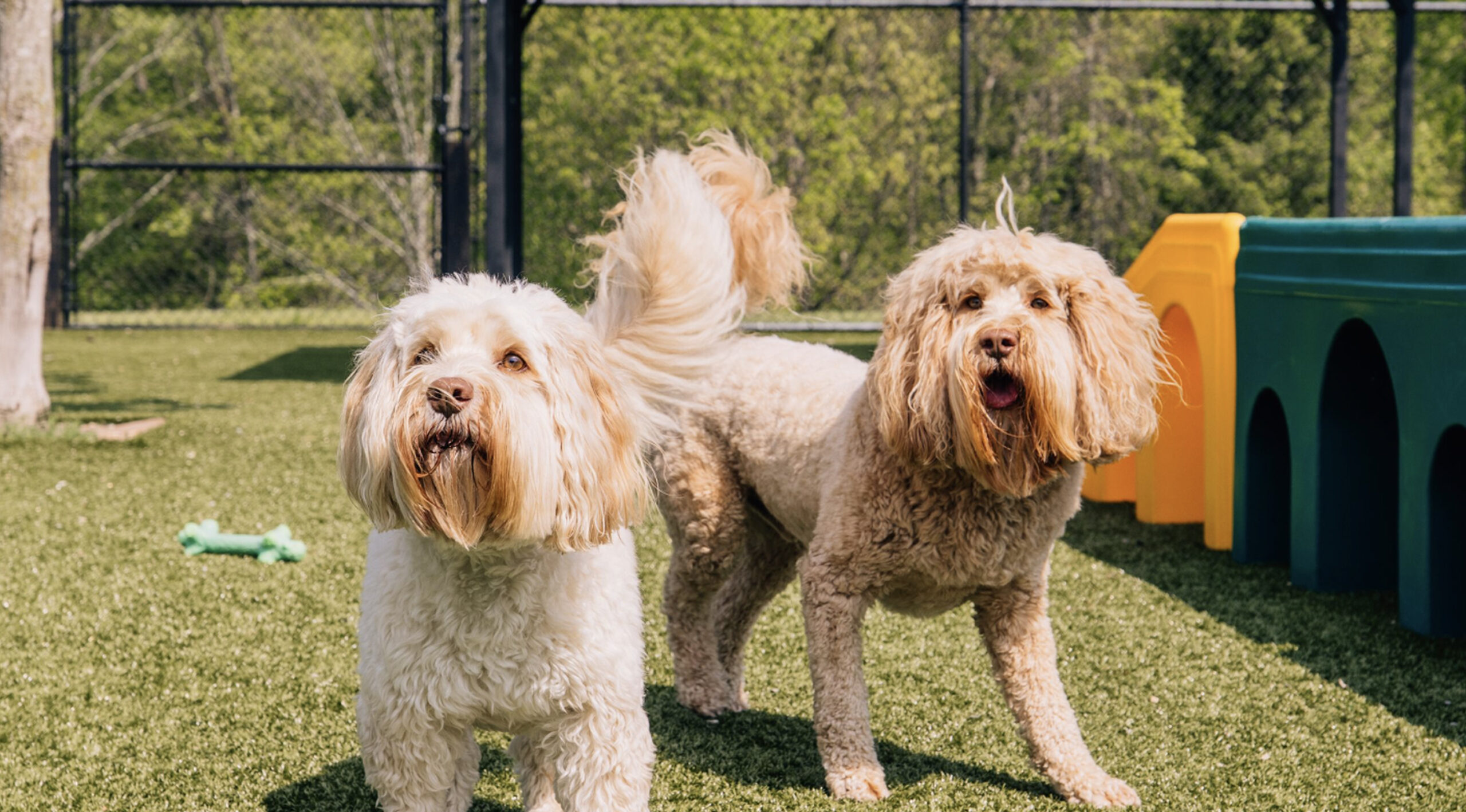 This image shows two blonde dogs outside in the sun next to a yellow and green toy.