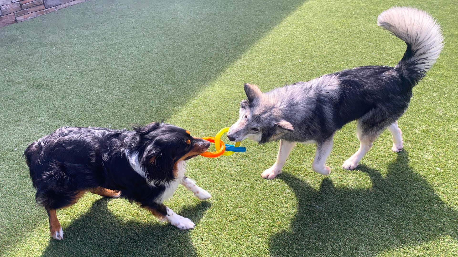 This image depicts two fluffy dogs outside on grass playing with one orange and yellow toy.