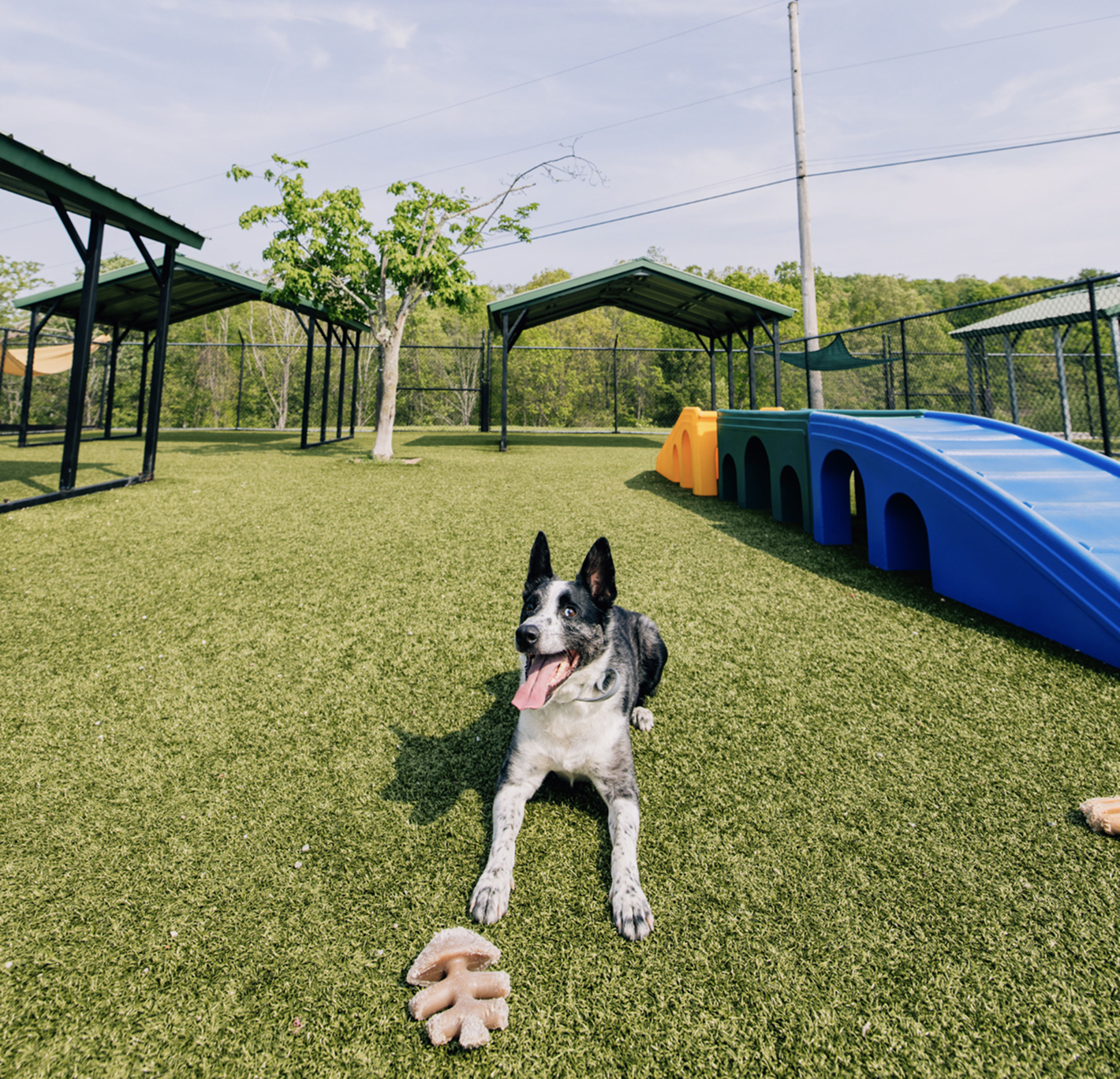 This image depicts a black and white dog with a blue ball outside.