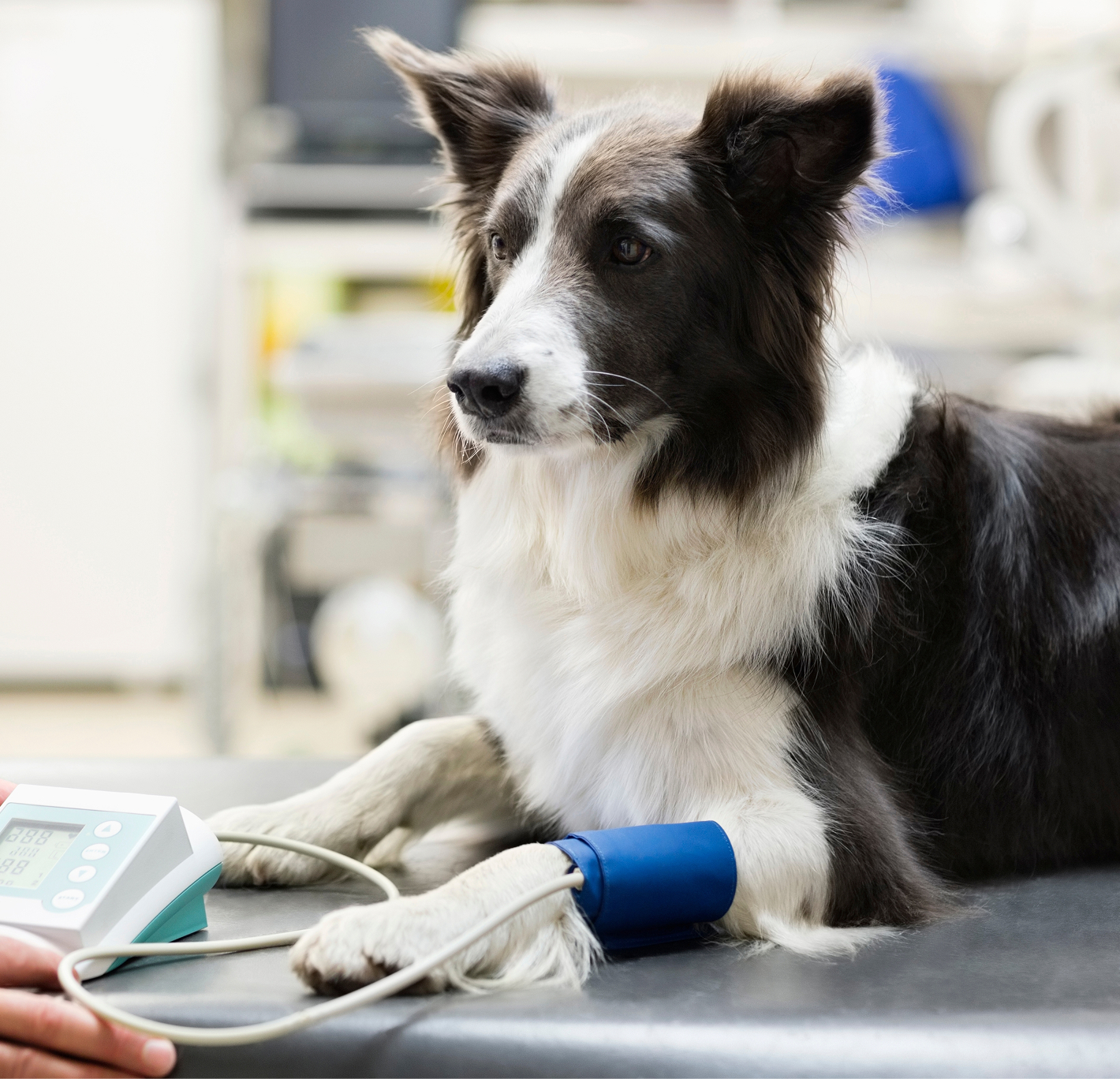 This image depicts a black and white dog with a blue monitor on its wrist.