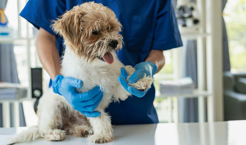 This image depicts a brown and white dog with a vet holding up its paw.