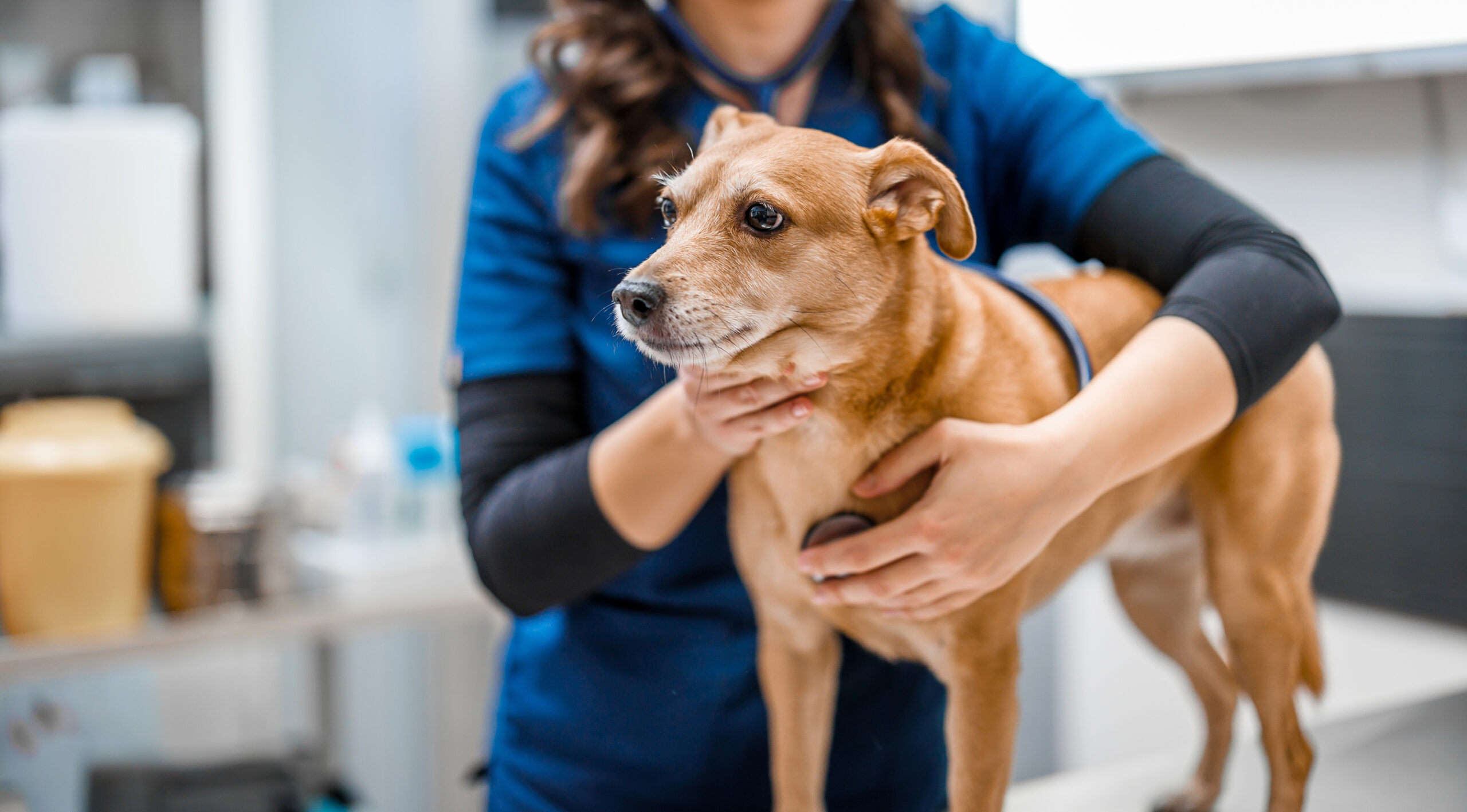 This image depicts a brown dog being held by a vet.