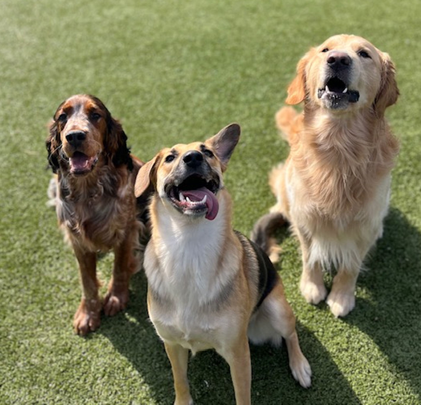 This image depicts three brown dogs looking up outside.